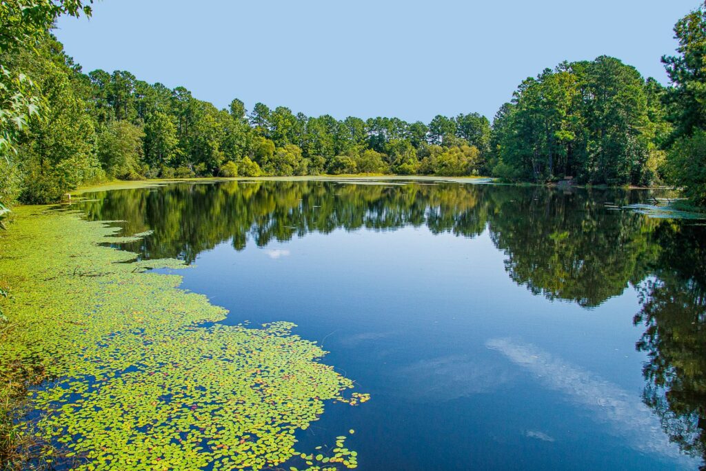 A calm lake surrounded by green trees in Conway, South Carolina