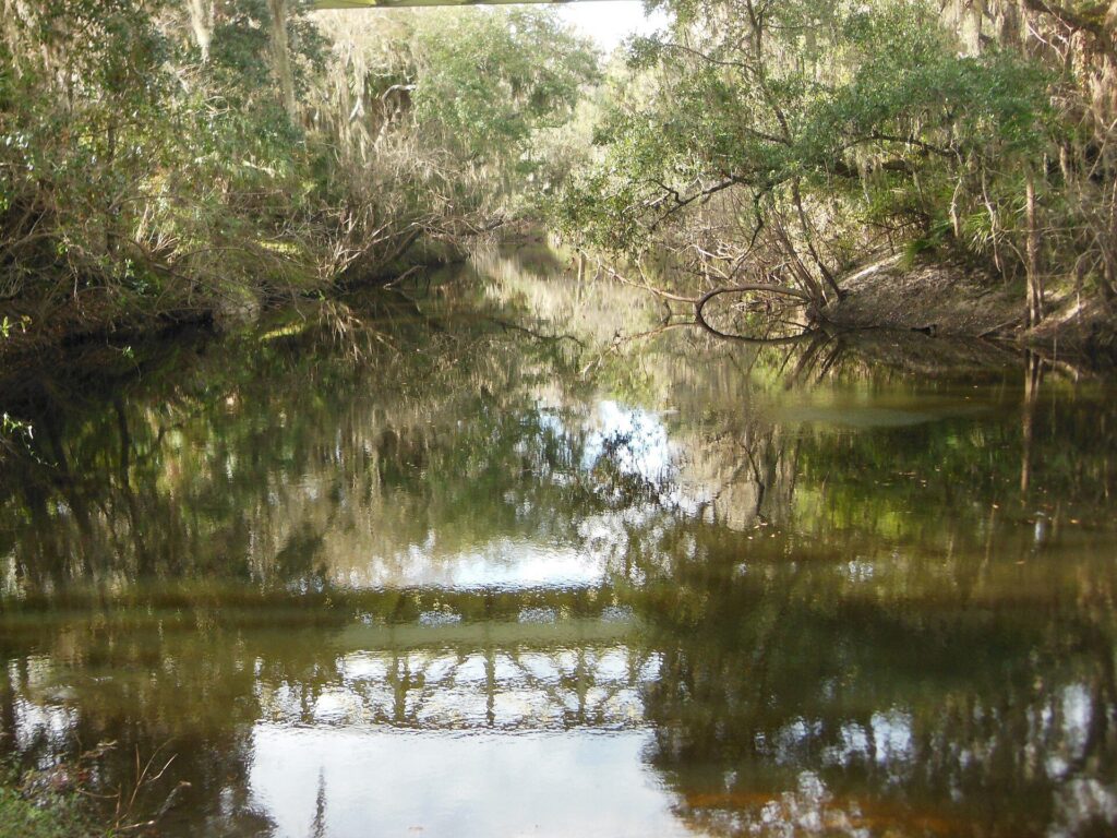 Oak trees reflected in the Alafia River at FishHawk, Florida
