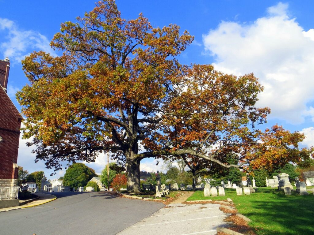 The large white oak tree in autumn beside a cemetery in Manchester, Maryland